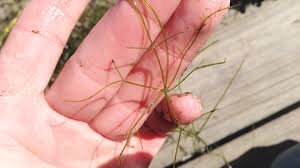 Attēlu rezultāti vaicājumam “Stemonitopsis hyperopta var. landewaldii stalked”