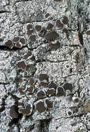 Attēlu rezultāti vaicājumam “Lecanora albella”