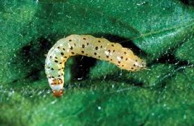 Attēlu rezultāti vaicājumam “Aphelia paleana larva”
