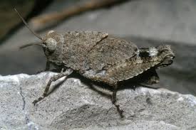 Attēlu rezultāti vaicājumam “Oedipoda caerulescens”