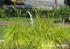 Attēlu rezultāti vaicājumam “Alopecurus pratensis”