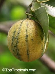 Attēlu rezultāti vaicājumam “Juglans x sinensis fruit”