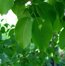 Attēlu rezultāti vaicājumam “Syringa reticulata subsp. amurensis”