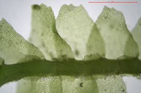 Attēlu rezultāti vaicājumam “Bazzania trilobata”