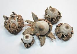Attēlu rezultāti vaicājumam “Geastrum”