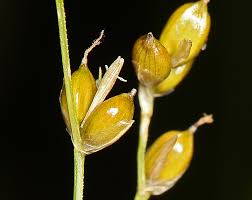 Attēlu rezultāti vaicājumam “Carex disperma”