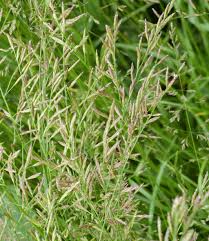 Attēlu rezultāti vaicājumam “Festuca pratensis”