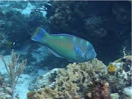 Image result for Halichoeres radiatus