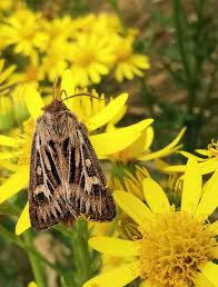 Attēlu rezultāti vaicājumam “Cerapteryx graminis”