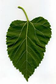Attēlu rezultāti vaicājumam “Morus alba leaf”