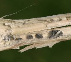 Attēlu rezultāti vaicājumam “Stemonitopsis hyperopta var. landewaldii stalked”