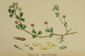 Attēlu rezultāti vaicājumam “Trifolium dubium fruit”