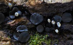 Attēlu rezultāti vaicājumam “Holwaya mucida”