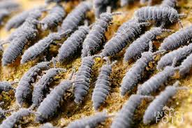 Attēlu rezultāti vaicājumam “Hypogastrura sp.”