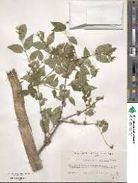 Attēlu rezultāti vaicājumam “Lonicera ferdinandii”