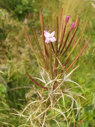 Attēlu rezultāti vaicājumam “Epilobium parviflorum”