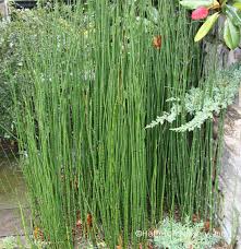 Attēlu rezultāti vaicājumam “Equisetum hyemale”