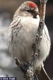 Attēlu rezultāti vaicājumam “Carduelis flammea”