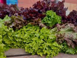 Image result for Leaves Green Bowmen