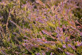 Attēlu rezultāti vaicājumam “Calluna vulgaris flower”