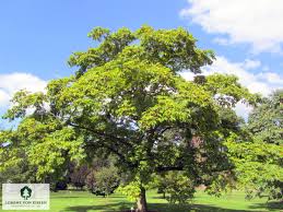 Attēlu rezultāti vaicājumam “Phellodendron amurense”