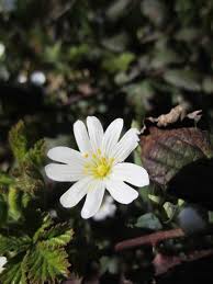 Attēlu rezultāti vaicājumam “Stellaria holostea leaf”