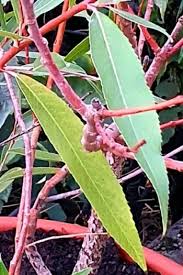 Attēlu rezultāti vaicājumam “Salix daphnoides leaf”