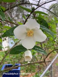 Attēlu rezultāti vaicājumam “Philadelphus coronarius flower”