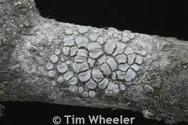 Attēlu rezultāti vaicājumam “Lecanora carpinea”