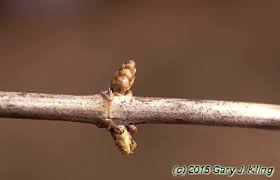 Attēlu rezultāti vaicājumam “Silene tatarica bud”