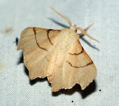 Attēlu rezultāti vaicājumam “Ennomos erosaria”