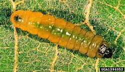 Attēlu rezultāti vaicājumam “Phyllonorycter nicellii”