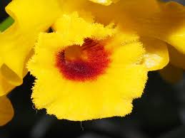 Attēlu rezultāti vaicājumam “Chrysotoxum sp.”