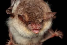 Attēlu rezultāti vaicājumam “Myotis nattereri”