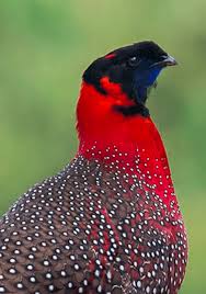 Attēlu rezultāti vaicājumam “Galliformes”