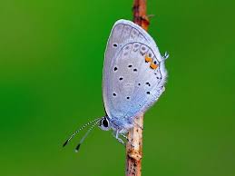 Attēlu rezultāti vaicājumam “Everes argiades underside”