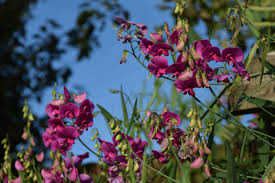 Attēlu rezultāti vaicājumam “Lathyrus latifolius fruit”
