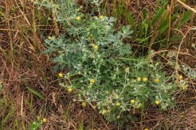 Image result for Potentilla argentea