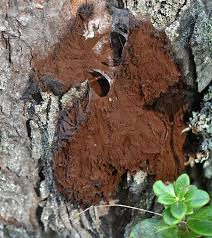 Attēlu rezultāti vaicājumam “Symphytocarpus flaccidus plasmodium”