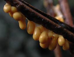 Attēlu rezultāti vaicājumam “Leocarpus fragilis macro”