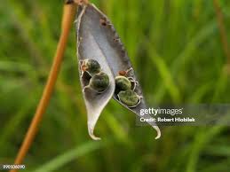 Attēlu rezultāti vaicājumam “Lathyrus vernus bud”