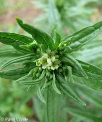 Attēlu rezultāti vaicājumam “Lithospermum officinale”