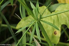 Attēlu rezultāti vaicājumam “Galium rivale”