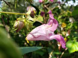 Attēlu rezultāti vaicājumam “Impatiens glandulifera flower”