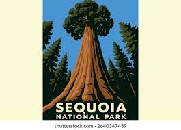 Image result for Mammutbaum