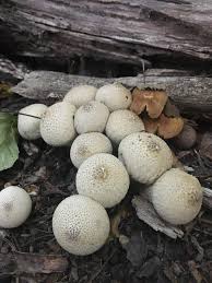Attēlu rezultāti vaicājumam “Lycoperdon perlatum”