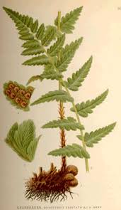 Attēlu rezultāti vaicājumam “Dryopteris cristata”