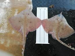 Image result for Rostroraja alba