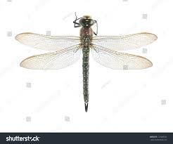 Attēlu rezultāti vaicājumam “Brachytron pratense”