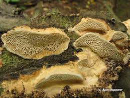 Attēlu rezultāti vaicājumam “Antrodia malicola”